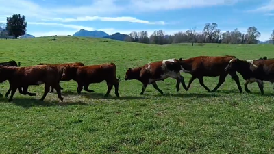 Lote 30 Novillo de Engorda en Cunco, IX Región Araucanía