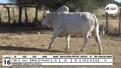 Lote Lote 16