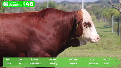 Lote LOTE 46