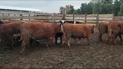 Lote 20 Novillo Gordo en Los Ángeles, VIII Región Biobío