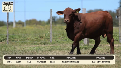 Lote LOTE 64