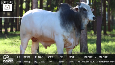 Lote LOTE 45