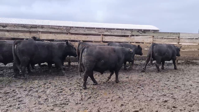 Lote 20 Novillo Gordo en Los Ángeles, VIII Región Biobío