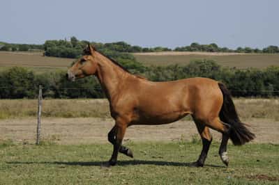Lote Catalana Dorada