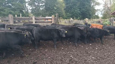 Lote 50 Ternera, Puyehue, X Región Los Lagos