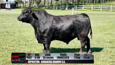 Lote Brangus a Campo Expo 2022 - Lote 46