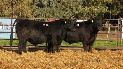 Lote TOROS PP