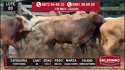 Lote 50 Toretones Cbo. 2