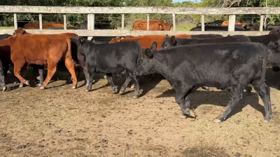 Lote 44 Terneros