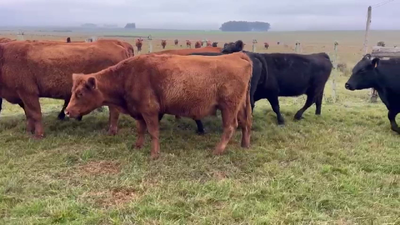  VACAS ENTORADAS