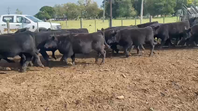 Lote 55 Terneros