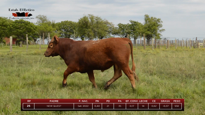 Lote Toros, Artigas