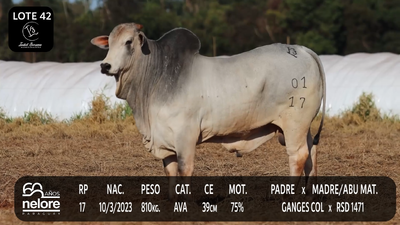Lote LOTE 42