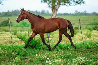 Lote Tocaia 3