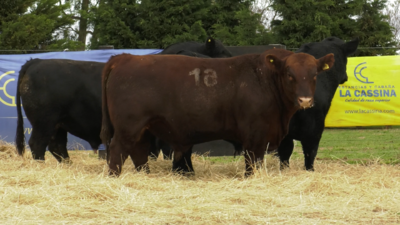 Lote TOROS ANGUS PURO CONTROLADO