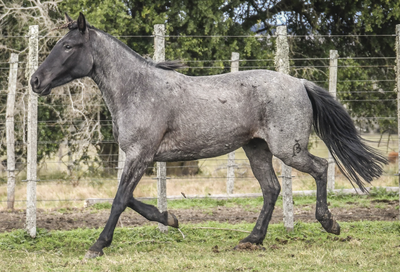 Lote PERLADA LA FLECHILLA