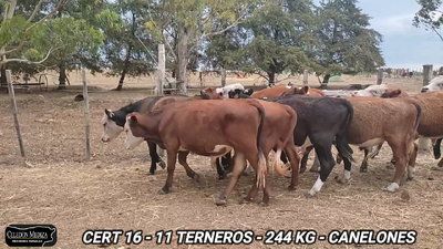 Lote 11 Terneros en Canelones