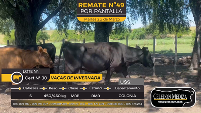 Lote 6 Vacas de invernada en Costa de vacas, Colonia