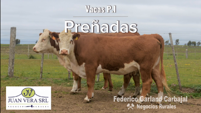 Lote VACAS PREÑADAS PI  - POLLED HEREFORD