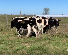 Lote 64 Terneros/as de 215Kg en San Andres de Giles, Buenos Aires