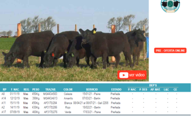 Lote Corral 9-5 hembras angus don pedro