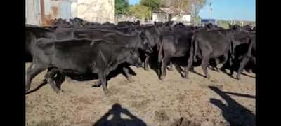 Lote 40 Vacas de invernar en Villaguay, Entre Ríos