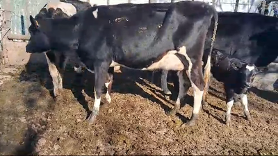 Lote 3 Vaquillonas  Holando 350kg -  en Ruta 3 Km 120