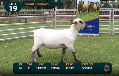 Lote LOTE 19