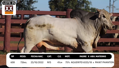 Lote LOTE 35