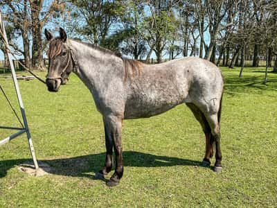 Lote LEYENDA LA CONSTANCIA