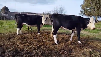 Lote VACAS