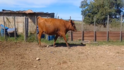 Lote Vaquillonas Vacas Preñadas en PASO LA QUINTA