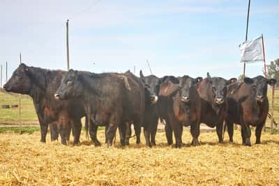 Lote "TRES MOLINOS"  Vaquillas MAS Preñadas