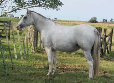 Lote Poderosa Don Miguel