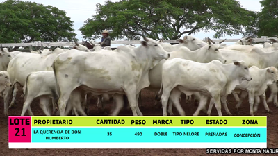 Lote LOTE 21 - 35 VACAS PREÑADAS