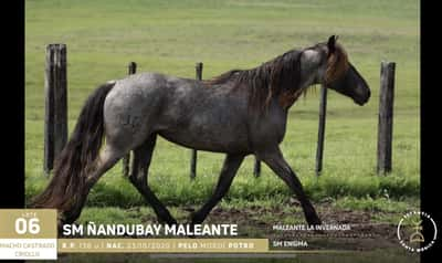 Lote R.P. 136| NAC. 23/ 10/2020 |