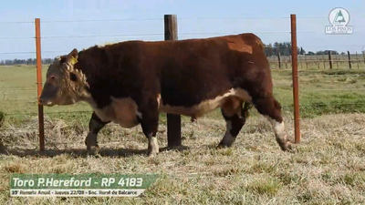 Lote TORO P. HEREFORD