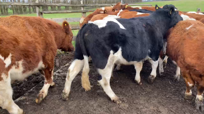 Lote 27 Novillo Engorda en Río Bueno, XIV Región Los Ríos