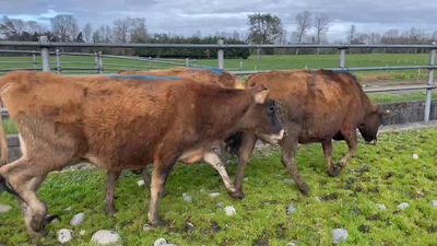 Lote 12 Vaquilla Preñada en Purranque, X Región Los Lagos