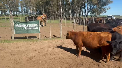 Lote 75 Novillitos en Tres Arroyos