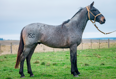 Lote HERRERO GILOCA