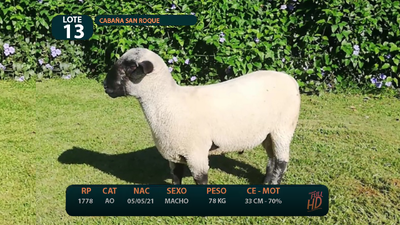 Lote LOTE 13