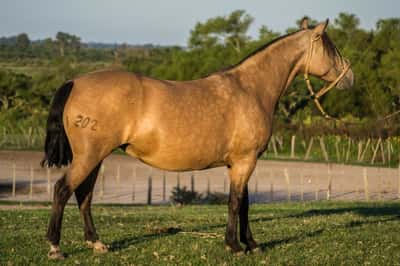 Lote CONSTANCIA MALA NOCHE 1202