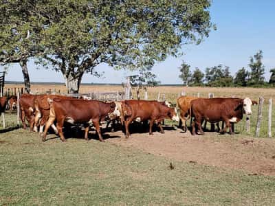 Lote 15 Vacas CUT  en Ituzaingó, Corrientes
