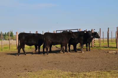 Lote EST. "TRES MOLINOS" de González Pino SRL: 6 VAQUILLAS GENERALES PREÑADAS NEGRAS