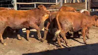 Lote 20 Novillo Engorda en Purén, IX Región Araucanía