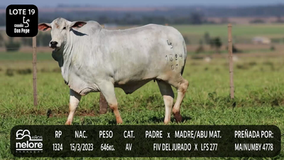 Lote LOTE 19