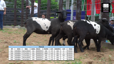 Lote Ovinos a Campo Expo 2022 - Lote 3