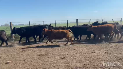 Lote 70 Terneras en Monte, Buenos Aires