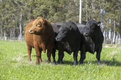 Lote Lote 2- toros PI 2 y 3 Años